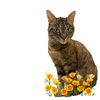Cat Love Pretty Kitty Sticker