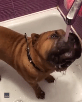 Shar-Pei Gobbles Water From the Tap