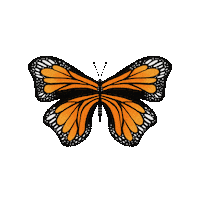 Butterfly Sticker