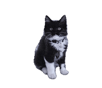 Cat Calico Sticker