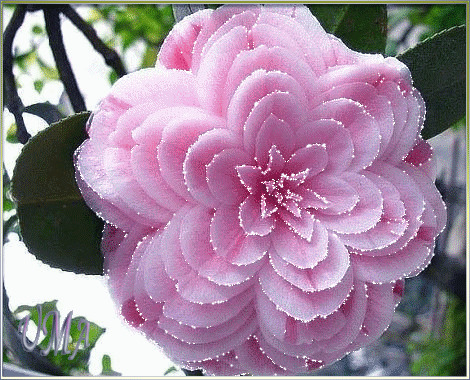 petals GIF
