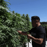 Plant Grow GIF by Exclusive Brands