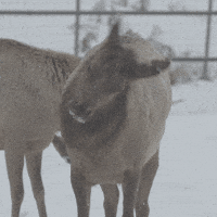 GIF by Travel Manitoba