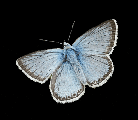 savebutterflies giphygifmaker summer animals blue GIF