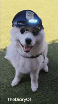 Dogs Magic GIF