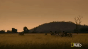 creeping nat geo wild GIF by Savage Kingdom