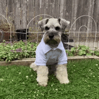 Cute Dog Schnauzer GIF