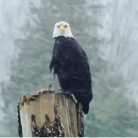 Bald Eagle Strikes a Stoical Pose in Washington Snow