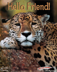 jaguar GIF