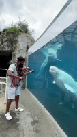 Beluga Whales Beguiled by Violinist at Connecticut Aquarium