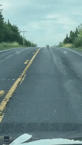 Lynx Duo Enjoy Quiet Road in Washington County, Maine