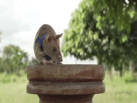 urieitsel giphygifmaker rata africana GIF
