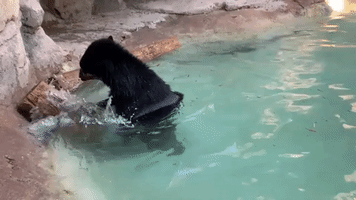 Andean Bear Enjoys 'Irresistibly Floaty Log' While Swimming at Tucson Zoo