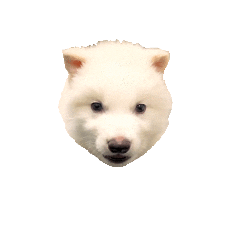 Dire Wolf Yes Sticker by Colossal