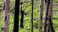 Grizzly Chases a Black Bear Up a Tree in Glacier National Park