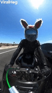 Motorcycle Rabbit Races Car GIF by ViralHog