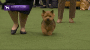 Dogs GIF by Westminster Kennel Club