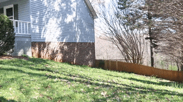 Green Grass Bushes GIF by JC Property Professionals