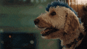 The Pack Dogs GIF by Amazon Prime Video