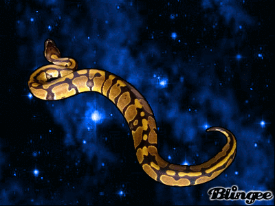 python GIF