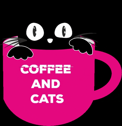 Bekakat cats black cat coffee and cats black and cute cat GIF