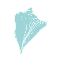 Summer Shell Sticker by Kendra Scott