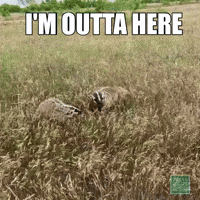 TexasParksAndWildlife run away badger time to go im outta here GIF