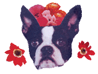 gabrielleaplin dog flowers moon butterfly Sticker