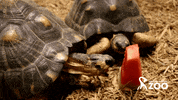 rwpzoo hungry eat watermelon trying GIF