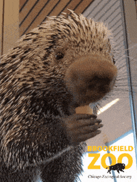 Snack Treat GIF by Brookfield Zoo