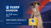 Animal Planet GIF by Puppy Bowl
