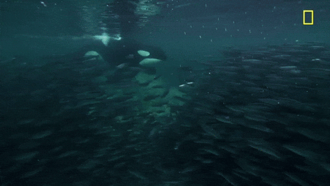 Nat Geo Ocean GIF by National Geographic TV