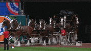 413748 GIF by MLB