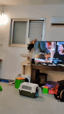 cuteanimalland giphyupload GIF