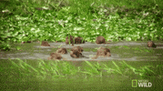 united states of animals GIF by Nat Geo Wild