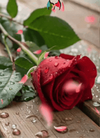 Fiesta Quisiera GIF by Murcianys LLC