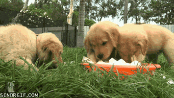 Ice Cubes Dogs GIF