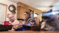 Raccoon Eats Crunchy Snacks at Family Dinner