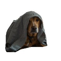 Benny Daver Sticker by NavyStrengthSeattle