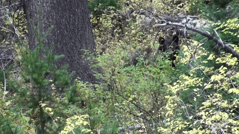 utahdwr giphygifmaker GIF