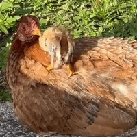 Tiny Chick Reunited With Mother Hen