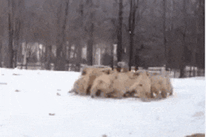 dog love GIF