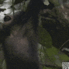 Happy Monkey GIF by BBC America