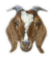 goat STICKER