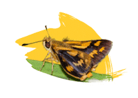 Endangered Species Australia Sticker by NSW Department of Planning, Industry and Environment