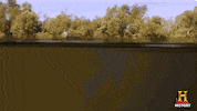 history rules GIF