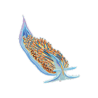 Sea Slug Sticker