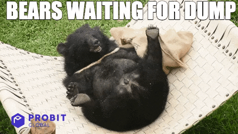 Bear Crypto GIF by ProBit Global