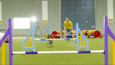 stumclaren giphyupload jump dog training hurdle GIF
