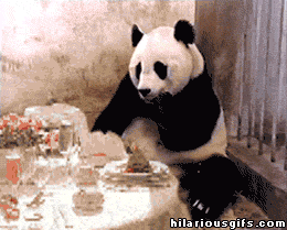 shocked panda GIF